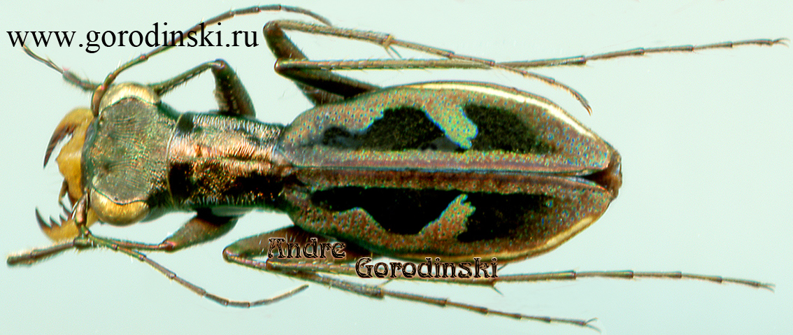 http://www.gorodinski.ru/cicindela/Cylindera armandi.jpg